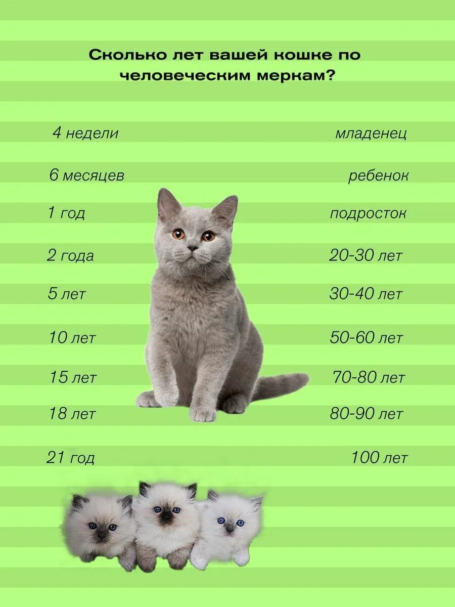 Какой возраст у кошек. Средняя продолжительность жизни кошек. сколько жи васут кошки. возраст по кошачьи. возраст котенка.