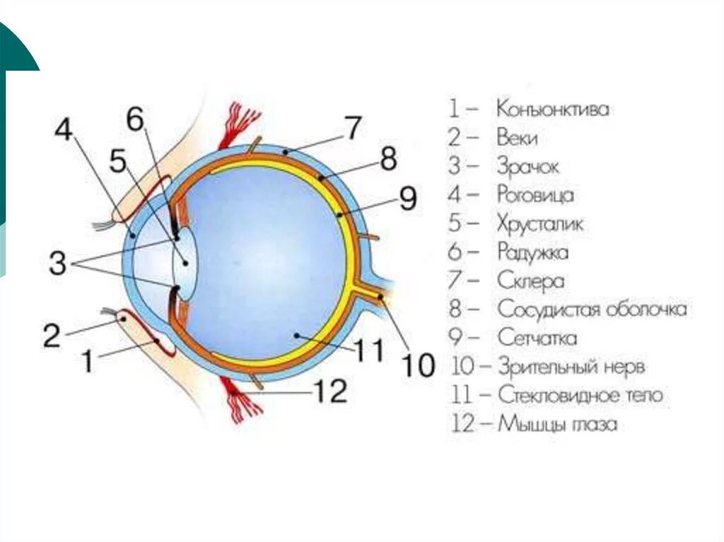 Элементы глаза. Строение глаза схема анатомия. Оболочки глазного яблока схема. Орган зрения оболочки глазного яблока. Схема сторения оболочек глазного яблоко.