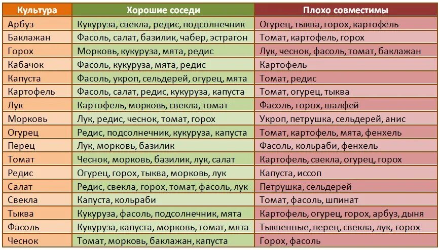 Соседство без регистрации. Совместимость посадок овощей на грядках таблица. Соседи на огороде совместимость растений таблица. Совместимость овощных культур при посадке на грядке таблица. Соседство овощей на грядках таблица.