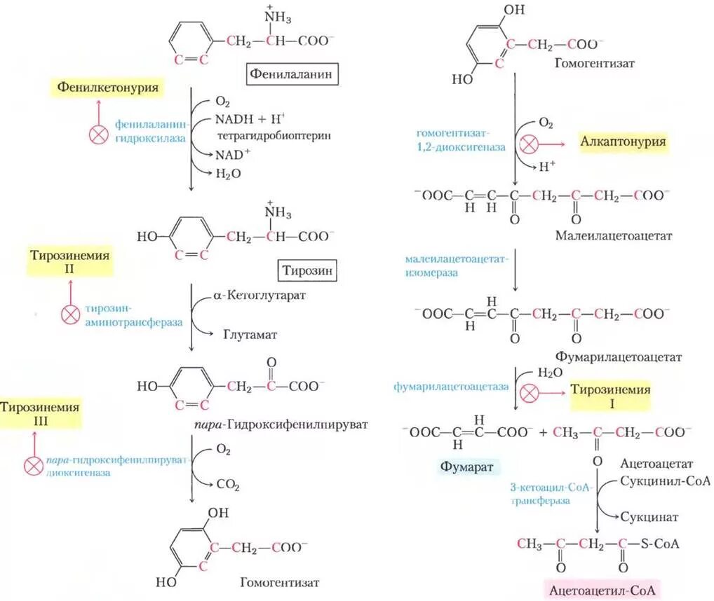Фенилаланин биохимия. Схема альтернативного пути превращения фенилаланина. Схема катаболизма фенилаланина. Альтернативный путь катаболизма фенилаланина. Схема катаболизма тирозина в печени.