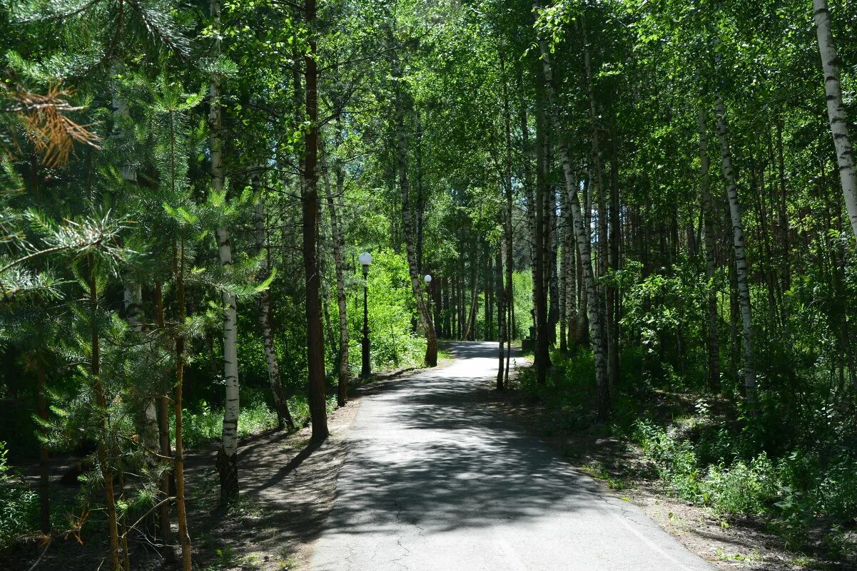 лесное рязань. лесное рязань. лесное рязань. мещерский лес. солотча мещера лес.