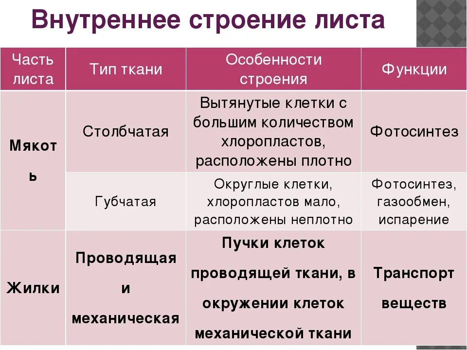 Ткани листа строение функция