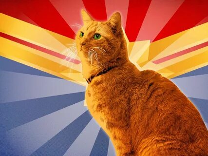 Super Cat: An Unlikely Star Emerges in 'Captain Marvel' - The Rin...