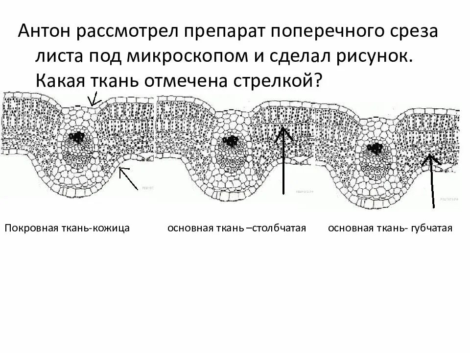 Покровная ткань биология 6 класс впр. Поперечный срез листа одуванчика. Поперечный срез листа под микроскопом. Поперечный срез листа препарат. Поперечный срез листа 6 класс биология.