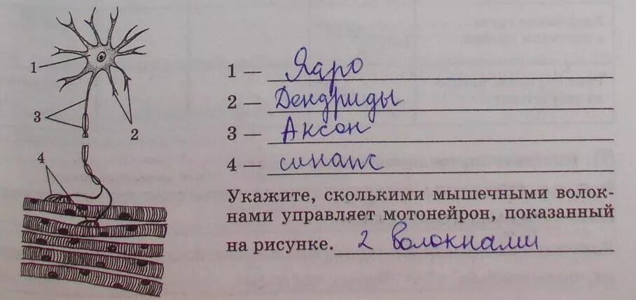На предложенном рисунке изображена