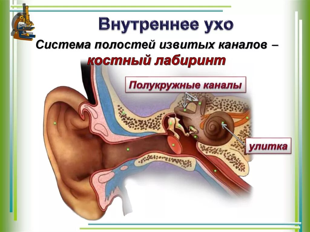 Внутреннее ухо расположено в полости. Строение уха Лабиринт. Внутреннее ухо. Строение внутреннего уха. Внутреннее ухо строение.