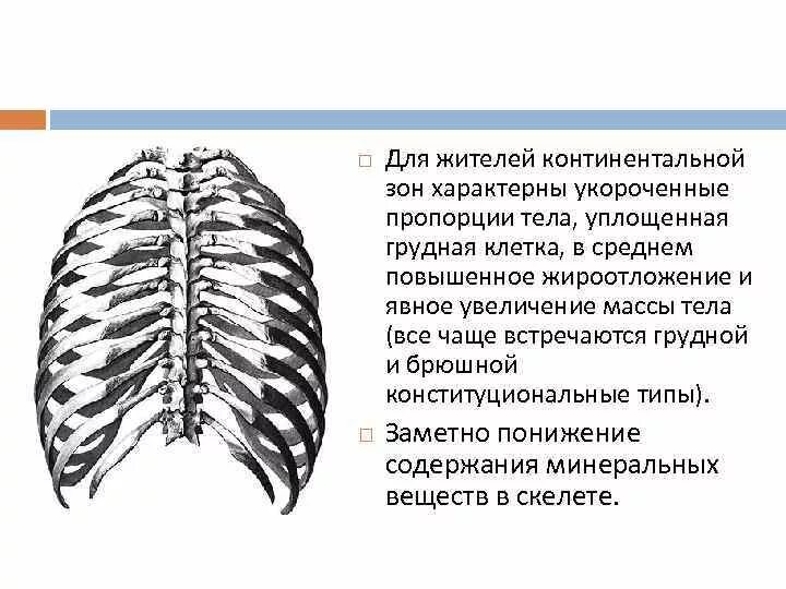 Наличие грудной клетки характерно для