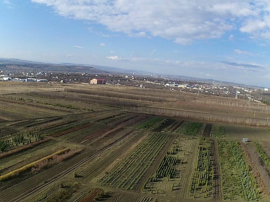 перкальский питомник пятигорск. совхоз декоративные культуры пятигорск. пятигорский питомник хвойных растений. декоративные культуры пятигорск. декоративные культуры пятигорск.
