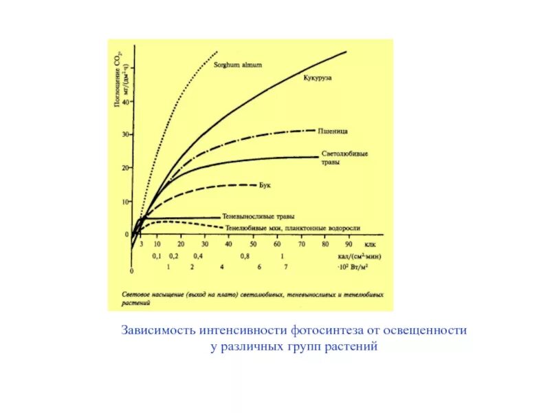 Зависимость фотосинтеза от освещенности. Влияние освещенности на интенсивность фотосинтеза.. График зависимости фотосинтеза от освещенности. График зависимости интенсивности фотосинтеза от температуры.. Как изменится интенсивность дыхания и интенсивность фотосинтеза