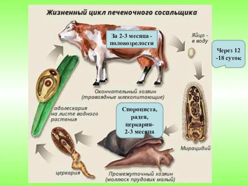 Стадии развития печеночного сосальщика начиная. Цикл развития печеночного сосальщика биология. Цикл развития печеночного сосальщика. Схема развития печеночного сосальщика. Жизненный цикл печеночного сосальщика схема ЕГЭ.