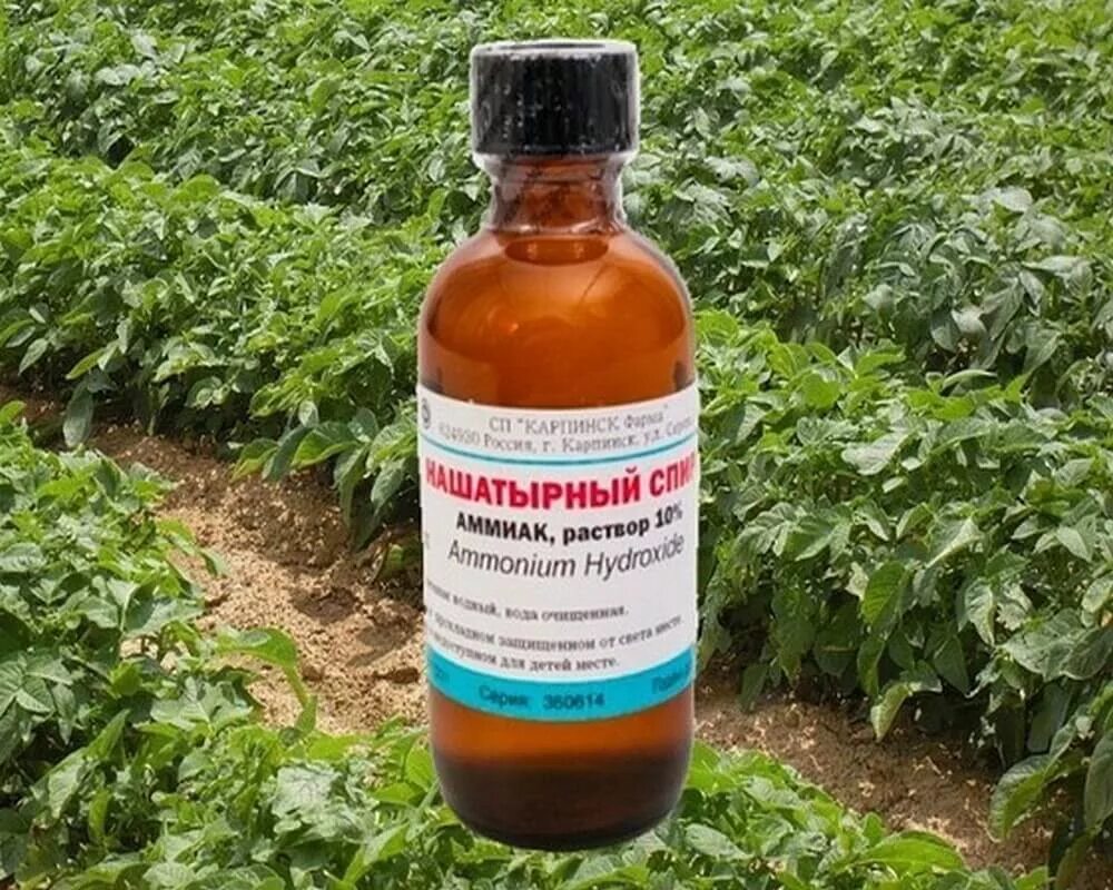 р р аммиака