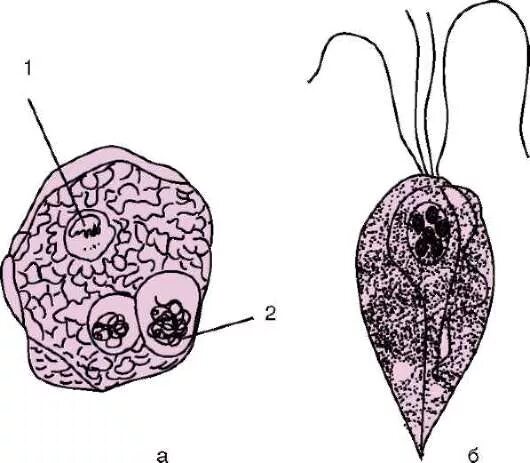 пищеварительная система человека ротовая полость. простейшие ротовой полости. Entamoeba histolytica ротовая амеба. простейшие ротовой полости. Entamoeba gingivalis строение.