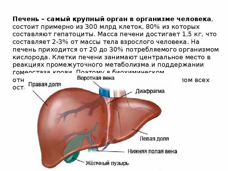 Повышенная печень что означает. Доли печени. Толщина правой доли печени.