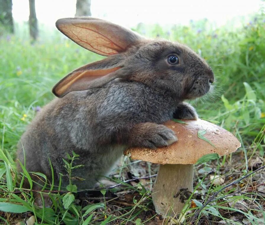 Волжский кролик. Заяц. Заяц в лесу. Заяц Лесной. Животные едят грибы.