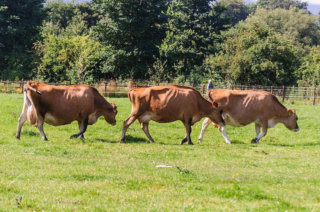 Дикая корова. Худая корова. Стройная корова. Истощение животных крс. Худая корова.
