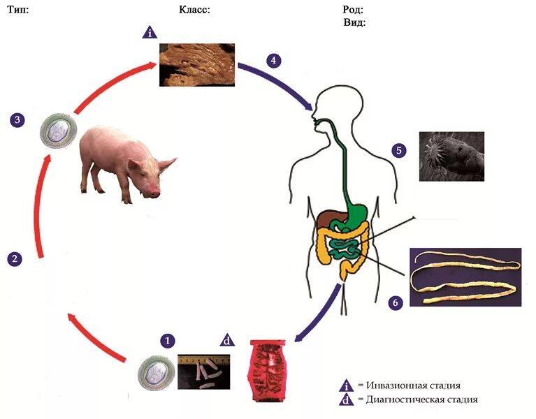 Какая стадия свиного цепня разовьется в человеке. Свиной цепень жизненный цикл. Бычий цепень цикл развития. Цикл развития свиного цепня. Жизненный цикл свиного солитера схема.