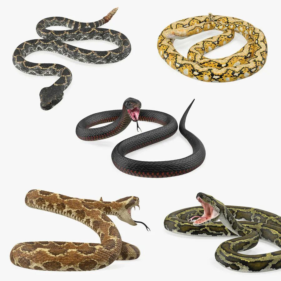 D snake. Коллекционирование змей. Три змейки. Змея 3. 3м змея.