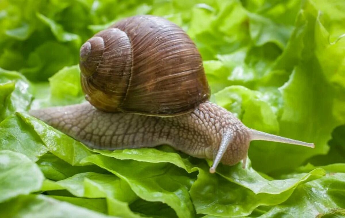 Улитка Helix pomatia. Брюхоногие моллюски Виноградная улитка. Садовая, улитка (Helix pomatia).. Улитята виноградной улитки. Что едят виноградные улитки