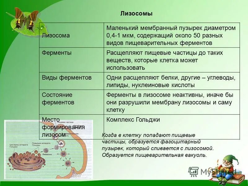 Сливается с лизосомами. Ферменты лизосом. Классификация лизосом. Лизосомальных ферментов. Лизосомы содержат ферменты.