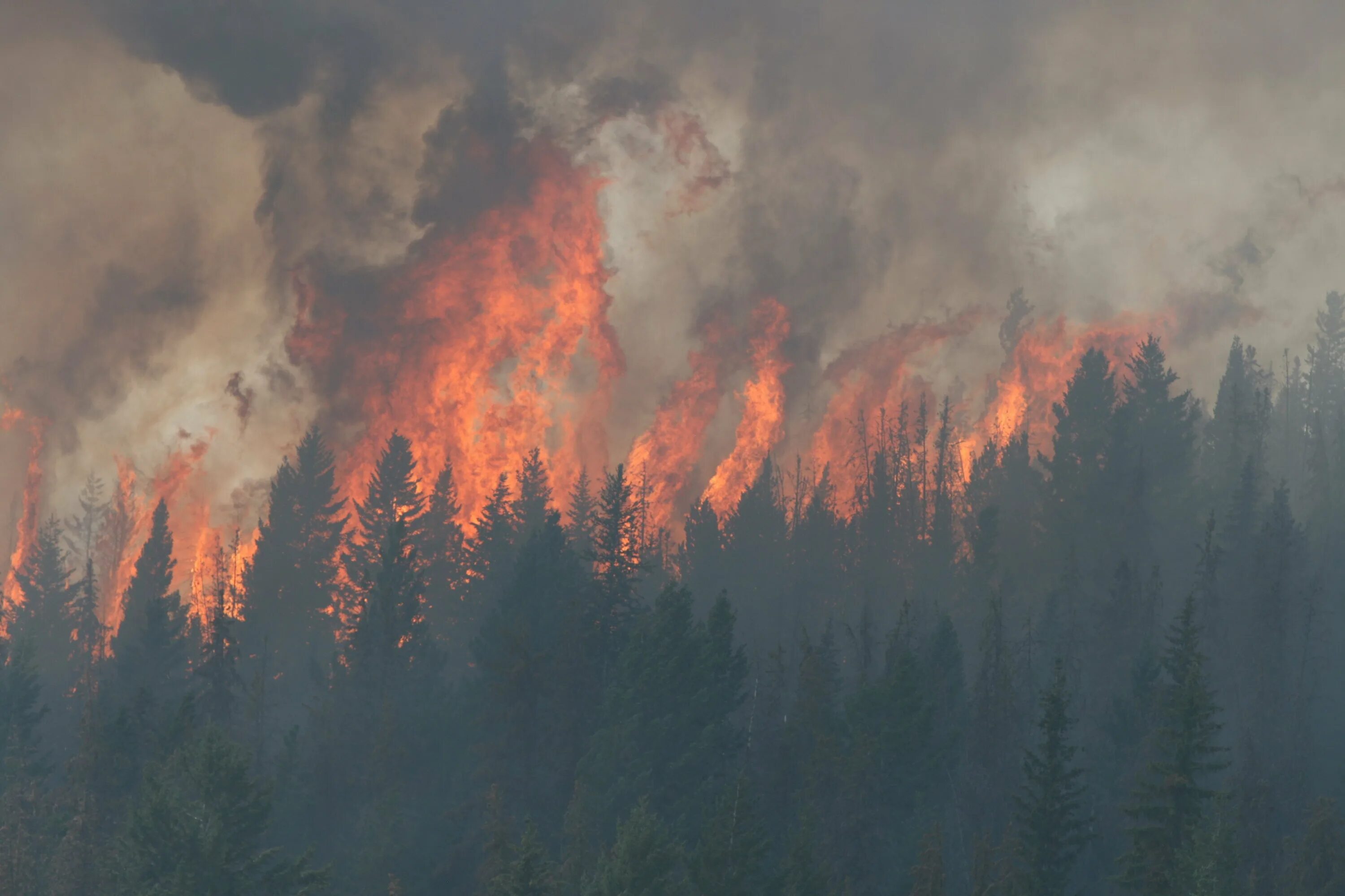 Хвойный пожар. Лесные пожары. Загрязнение воздуха пожары. Пожар на природе. Загрязнение атмосферы пожарами.