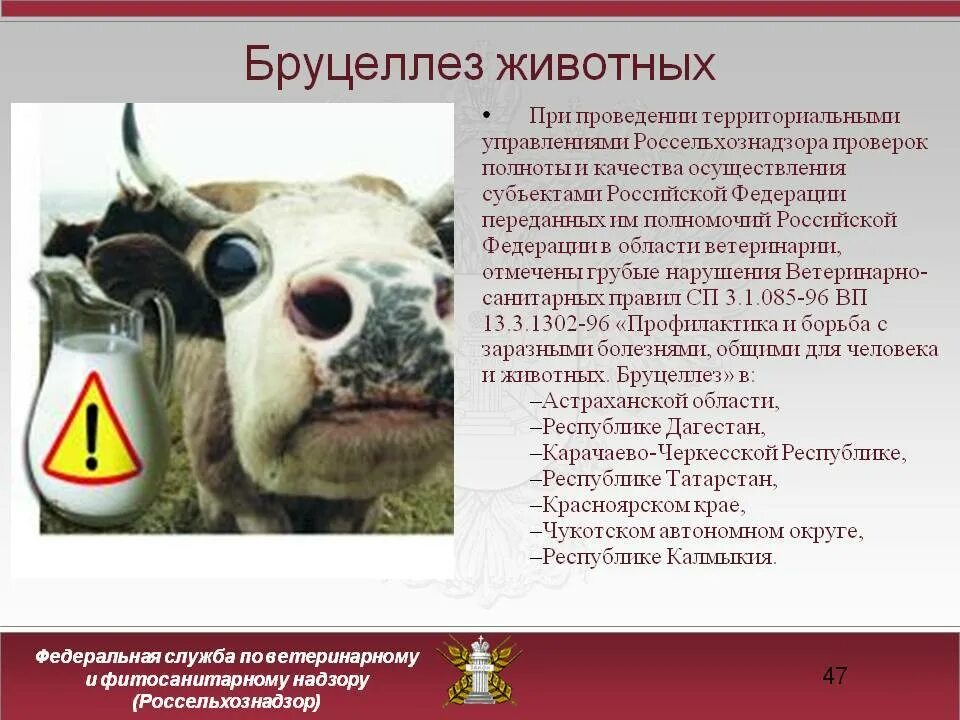 Бруцеллез симптомы у животных. Бруцеллез симптомы крупного рогатого скота. профилактика бруцеллеза крс. бруцеллез крс симптомы. бруцеллез животных профилактика и меры борьбы.