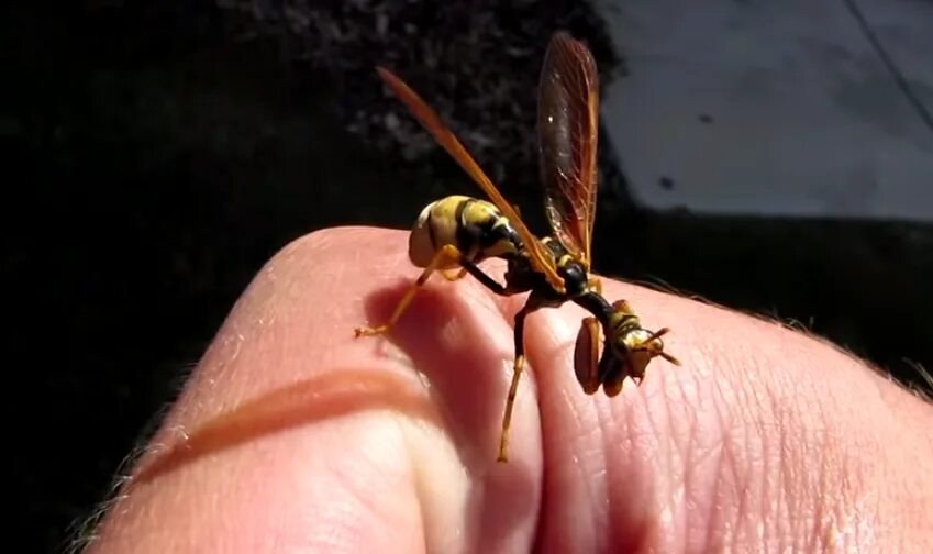 Мантиспида Climaciella brunnea. Энтомолог богомол. Мантиспид или Осa-богомол.. Оса богомол