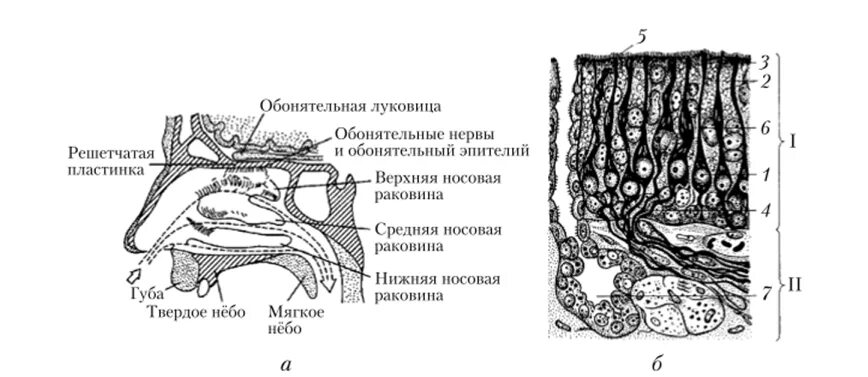 Звено обонятельного анализатора. Обонятельный анализатор схема. Обонятельный эпителий носовой полости. Строение носового анализатора. Схема строения обонятельного анализатора.