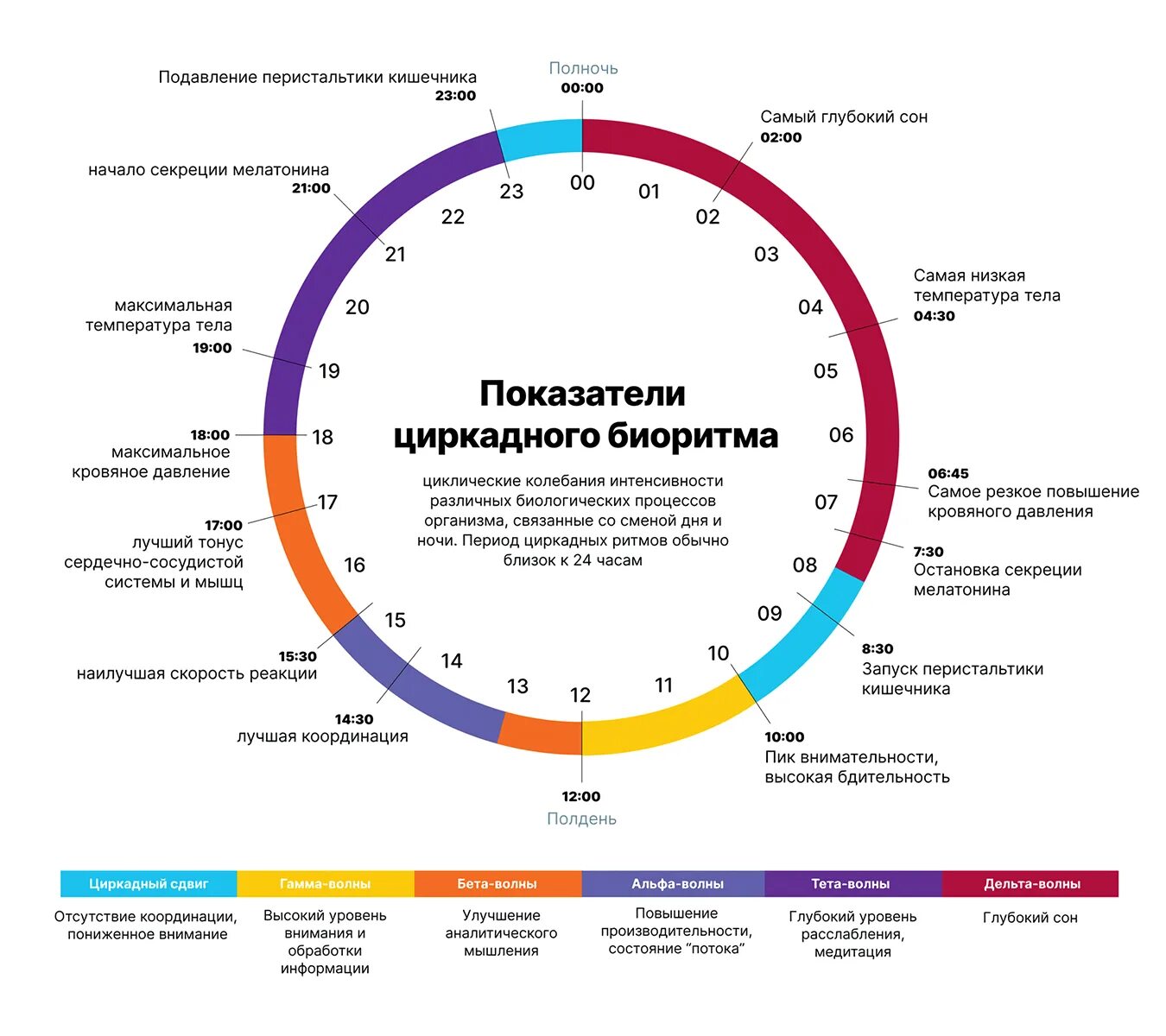 Циркадные ритмы человека по часам схема питания. Циркадные ритмы Гербалайф. Биоритмы циркадные ритмы.