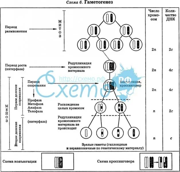 Образование половых клеток гаметогенез таблица. Схема гаметогенеза таблица. Схема гаметогенеза у животных.