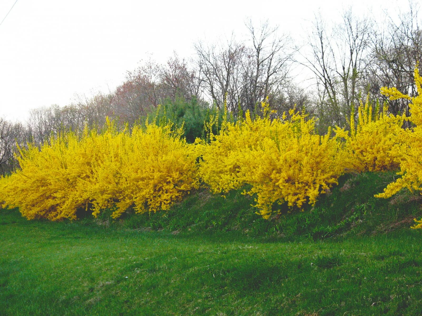 Куст цветет желтым ранней весной. Форзиция пониклая. Форзиция (форсайтия). Форзиция спирея миндаль. Желтый кустарник форзиция.