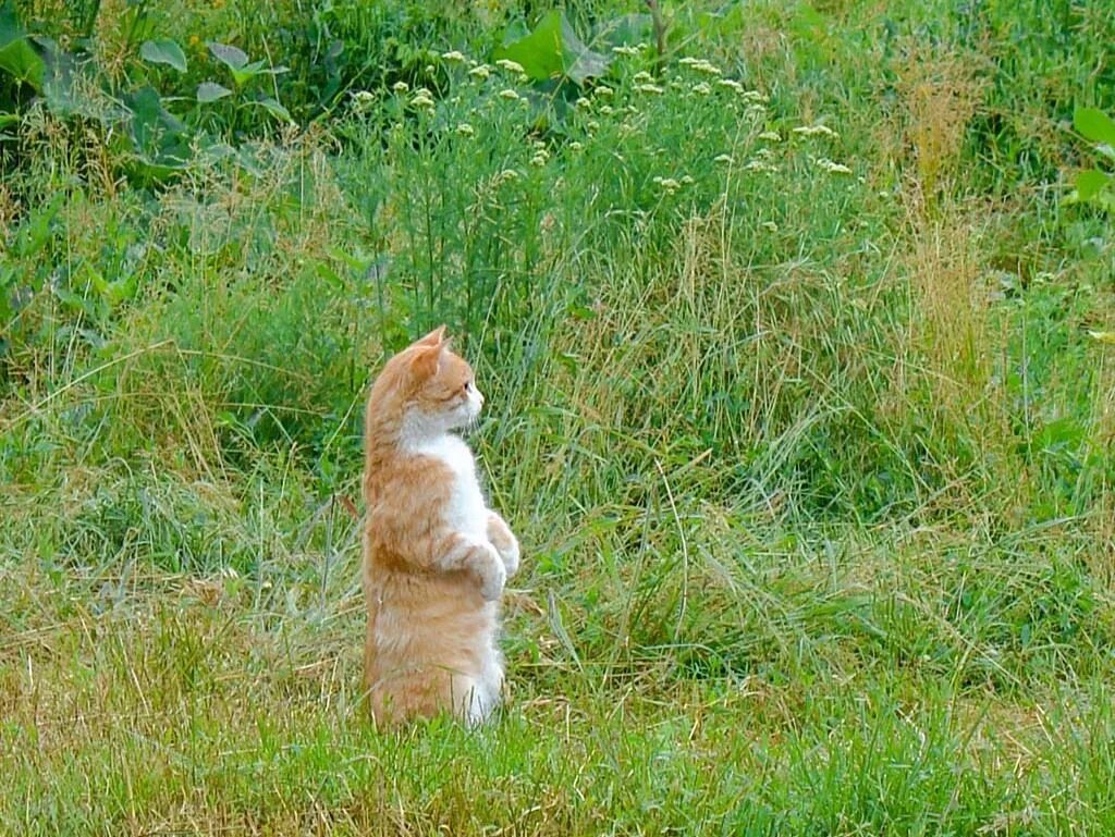 Кот вышел поляну и сладко. Коты на природе. кот суслик. кот на задних лапах. котики смешные на природе.