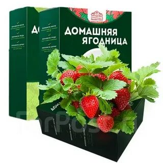 Ягодница