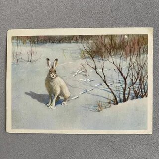 Картина зайцы в зимнем лесу