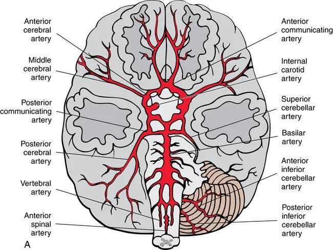 Задняя мозговая артерия анатомия. Arteria Cerebri anterior на препарате. Задняя мозговая артерия (arteria Cerebri posterior. Передняя мозговая артерия анатомия. Мозговые артерии латынь