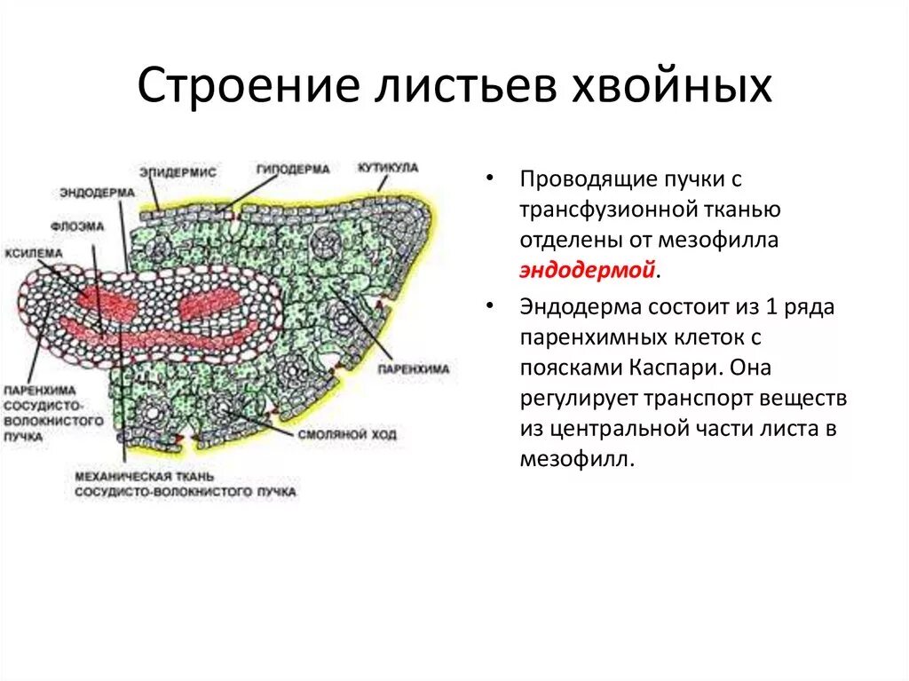 Структура хвойного. Анатомическое строение листа хвойного растения. Поперечный срез листа сосны обыкновенной. Строение листа хвои сосны обыкновенной. Строение листа хвоинки сосны.