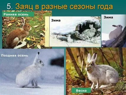 Сезонные изменения в жизни зайца