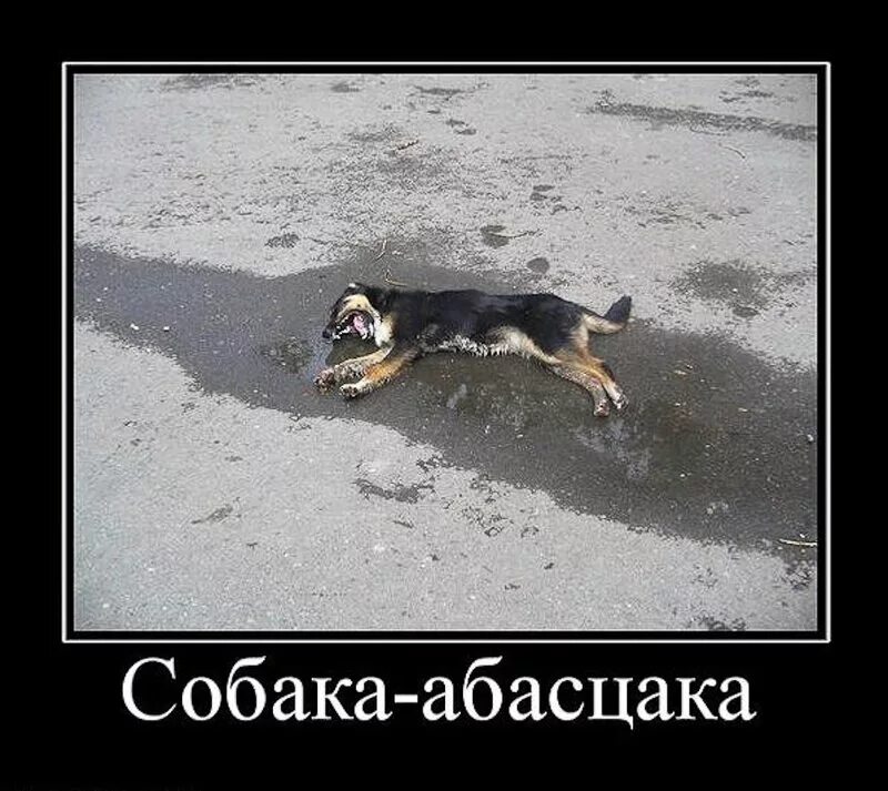 демотиваторы собаками. демотиваторы собаки прикольные. собака-улыбака демотиватор. демотиваторы собаками. демотиваторы собаками.