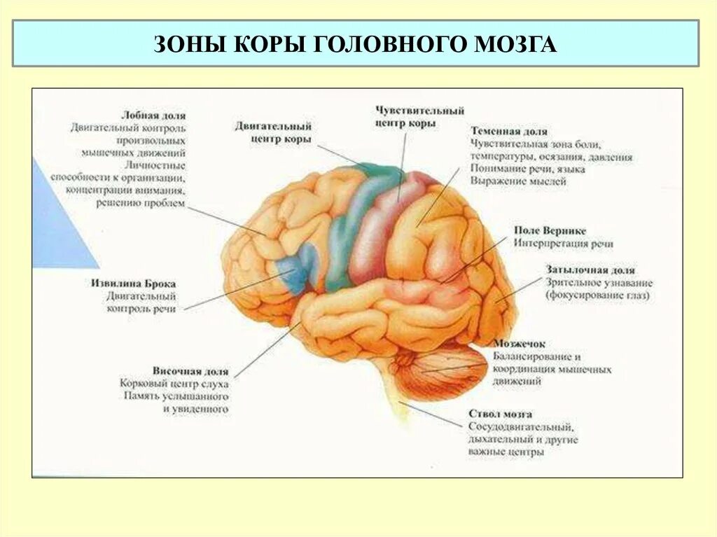 Какие зоны в лобной доле. Строение доли зоны коры головного мозга. Доли и зоны головного мозга рисунок. Функциональные зоны и доли коры головного мозга таблица.