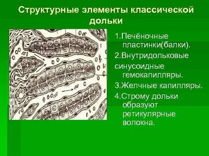Желчные капилляры печени