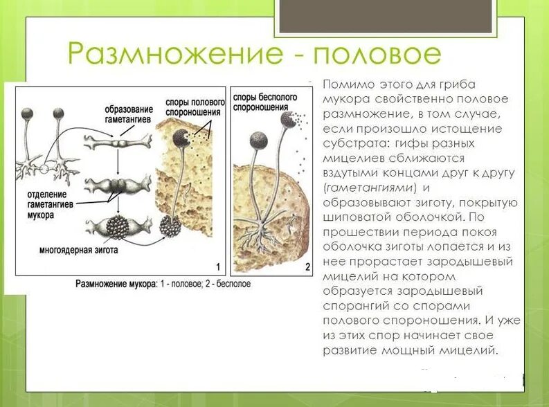 Каково значение гриба мукора в жизни. Строение и размножение мукора. Строение и размножение гриба мукора. Размножение мукора схема. Строение гриба мукора.