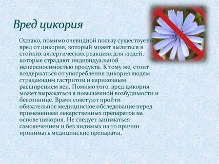 Чем полезен цикорий для организма человека