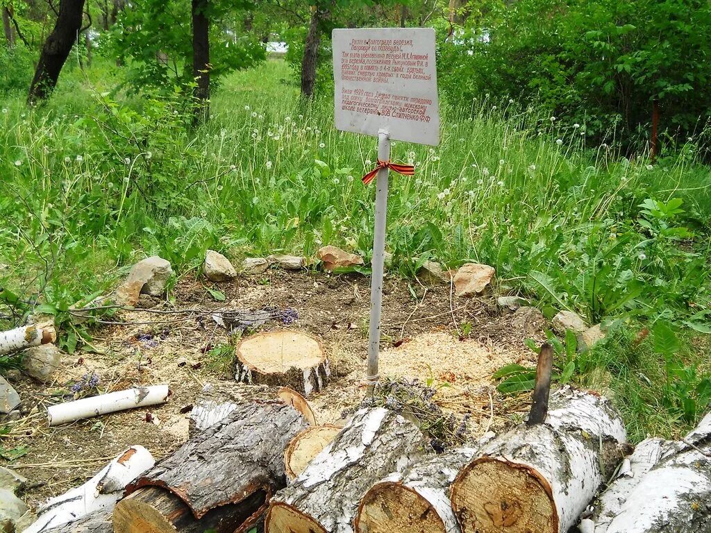 Закрыли березку. Агашина Березка. Березка на Мамаевом Кургане. Агашина растет в Волгограде Березка.