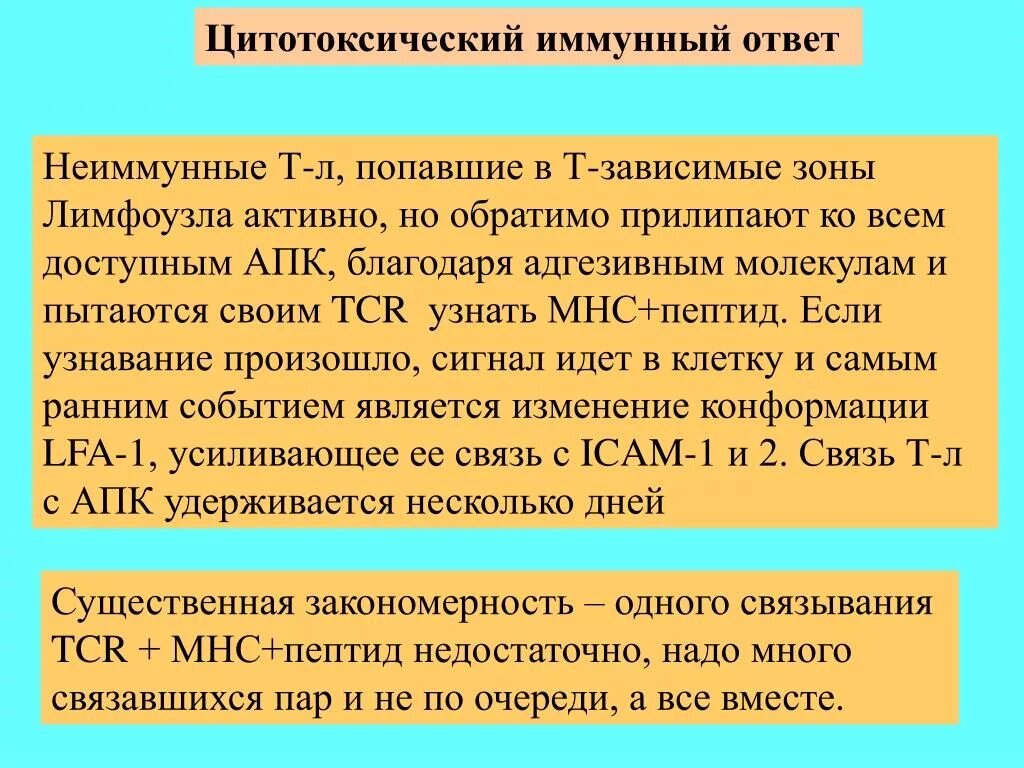 Цитотоксический иммунный ответ. Фазы цитотоксического иммунного ответа. Цитотоксический т-клеточный иммунный ответ. Цитотоксические реакции иммунитета.