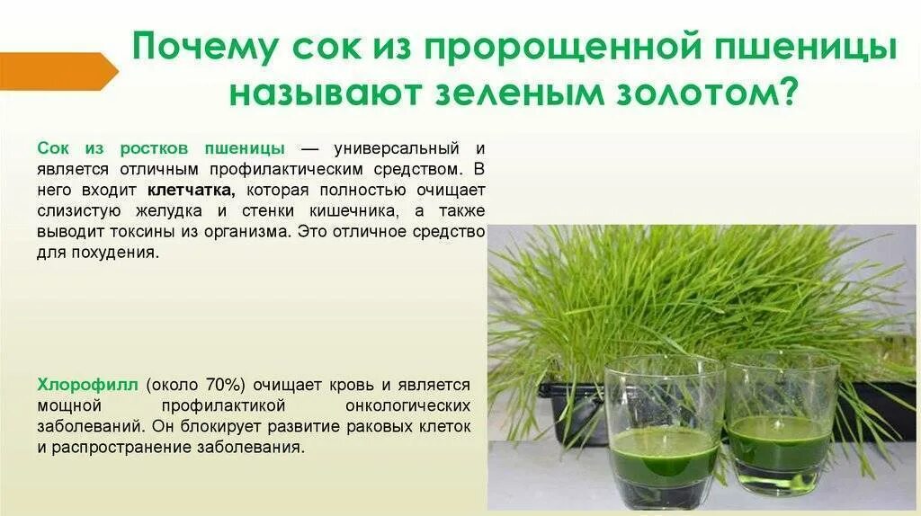 Можно ли есть проросшую