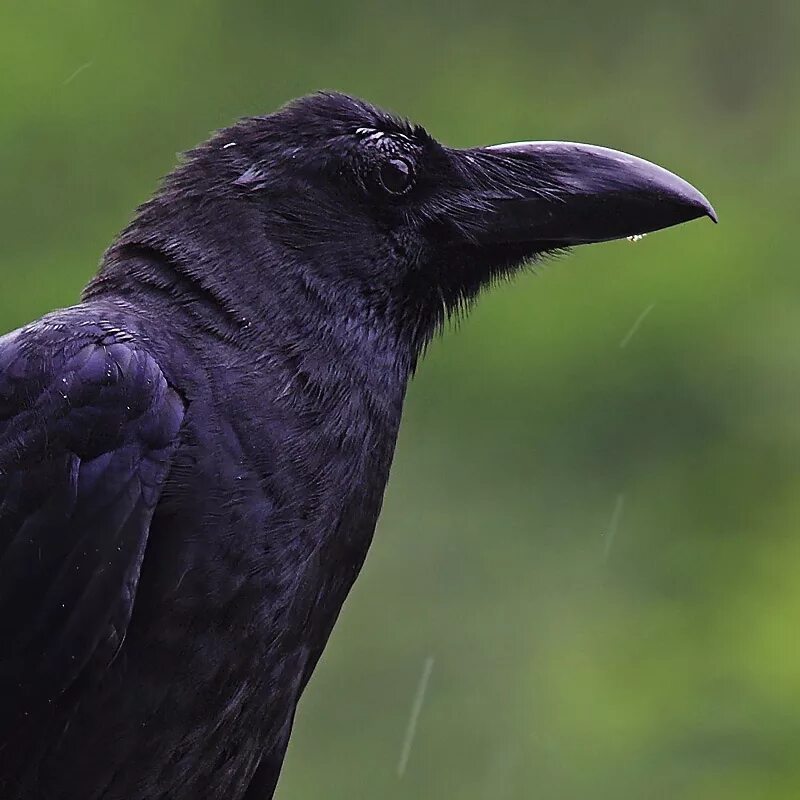 продолжительность жизни ворона. ноги ворона. ворона. степной ворон. сколько лет живут вороны википедия.