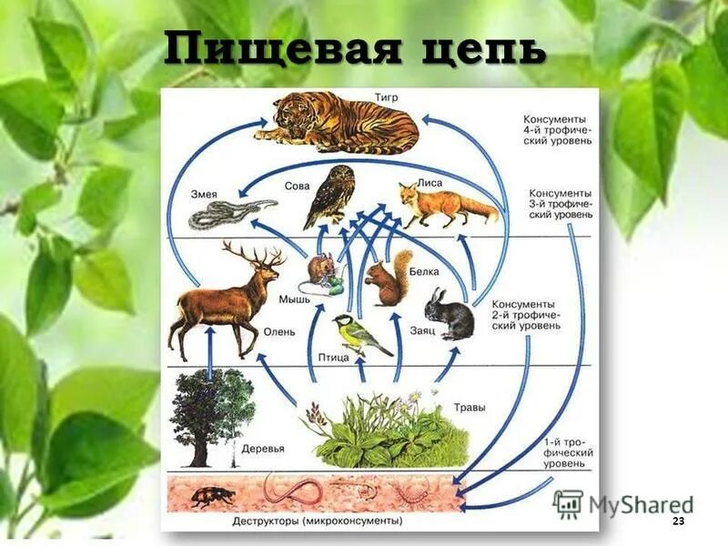 трофическая цепь, пищевая цепь, цепь питания есть:. 3 пищевые цепи биогеоценоза. цепь питания консументы редуценты. схема пищевых связей. цепи питания животных в широколиственных лесах.