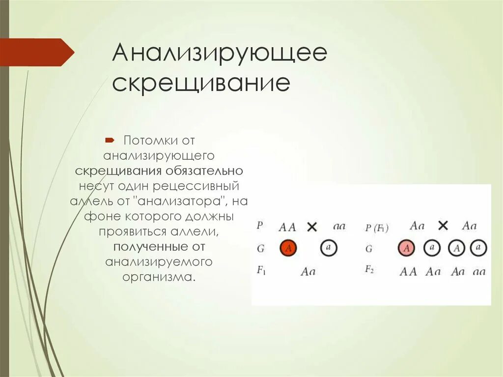 Анализирующее скрещивание кратко. Анализирующее скрещивание. НАЛИЗИРУЮЩЕЕ скрещивани. Анализирующее скрещивание ЕГЭ. Закон анализирующего скрещивания.