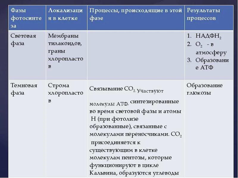 В результате процесса происходит. В результате процесса происходит. Световая фаза локализация в клетке. Процессы темновой фазы фотосинтеза. Окислетельнее фосфоли.