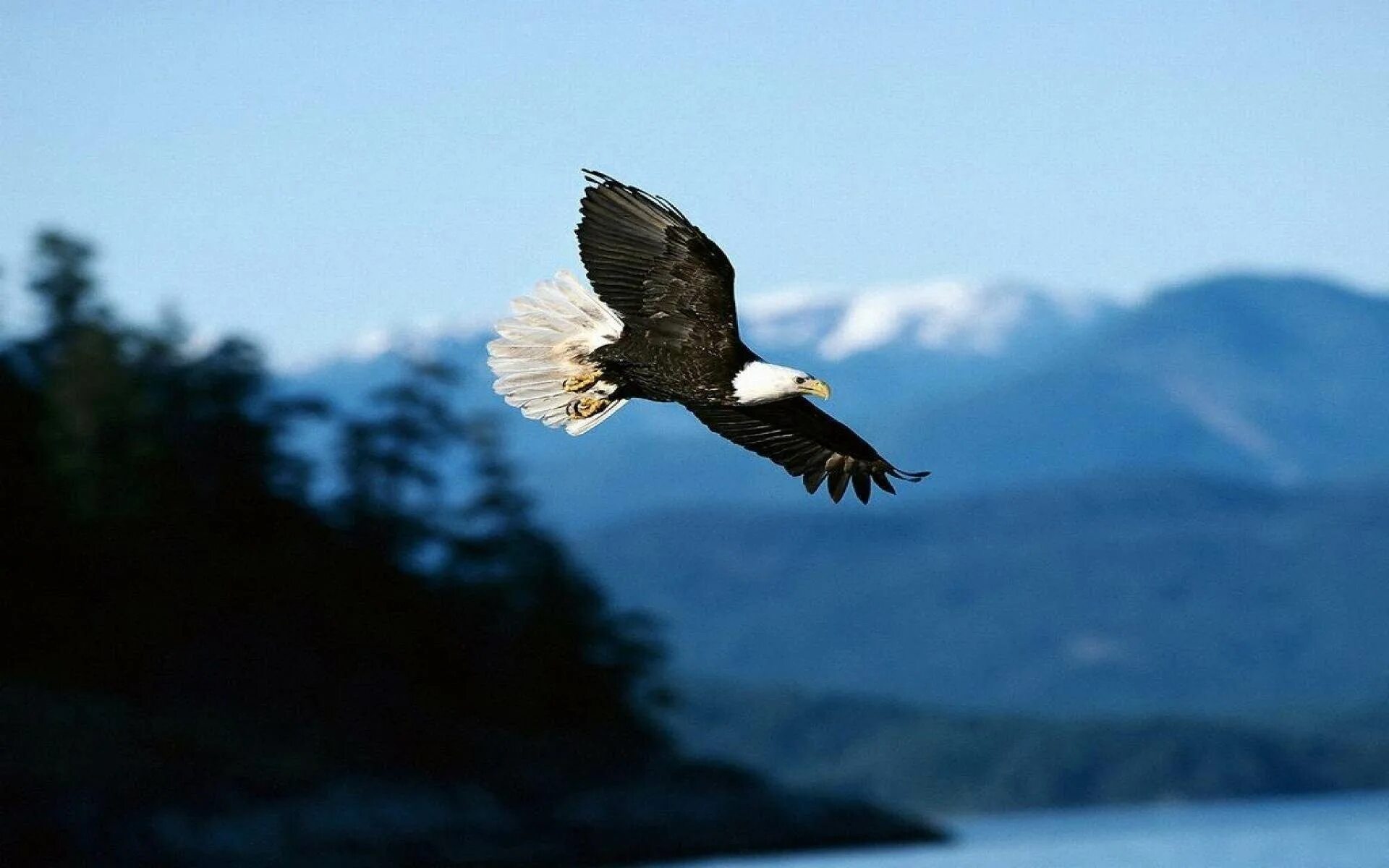 Белоголовый Орлан в горах. Парящий Орел. Орел парящий в небе. Птица в полете.