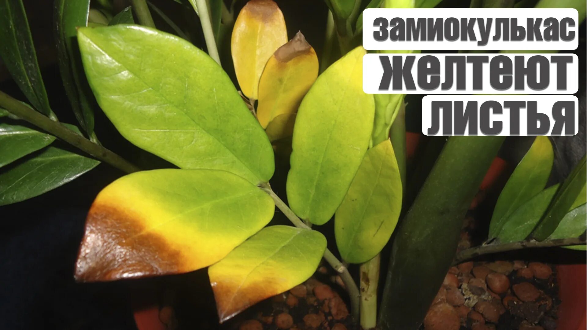 Почему пожелтел лист замиокулькаса. Цветок замиокулькас пожелтели листья. замиокулькас желтеет. спасение замиокулькаса. у замиокулькаса желтеют листья.